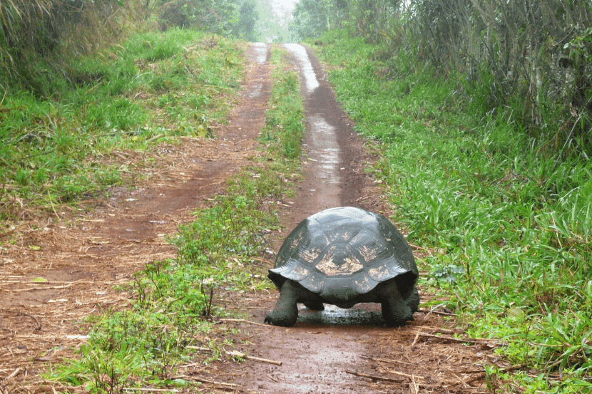 Schildkröte auf dem Weg schaut nach vorn und geht in die Zukunft.